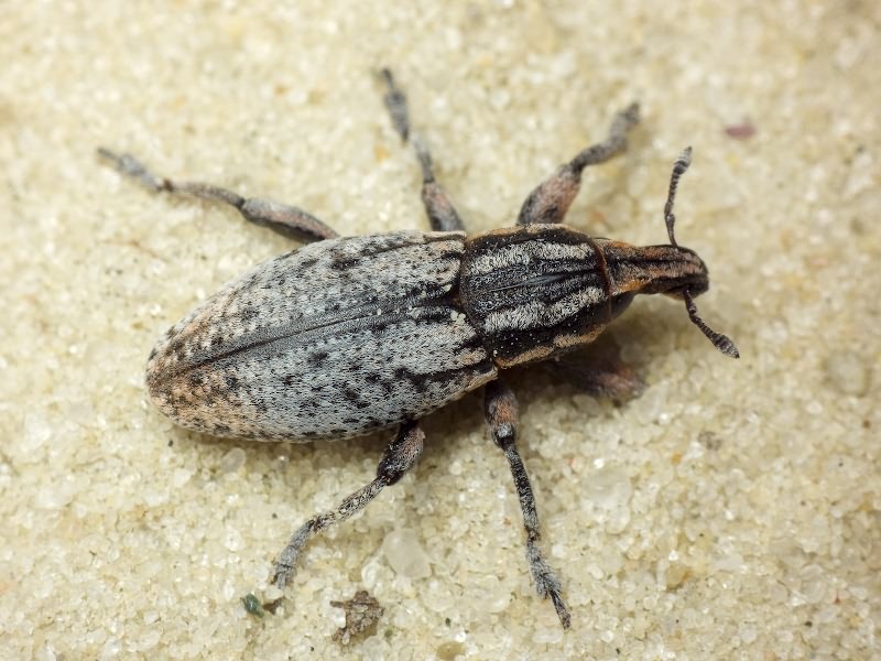 Pseudocleonus cinereus (Schrank, 1781)